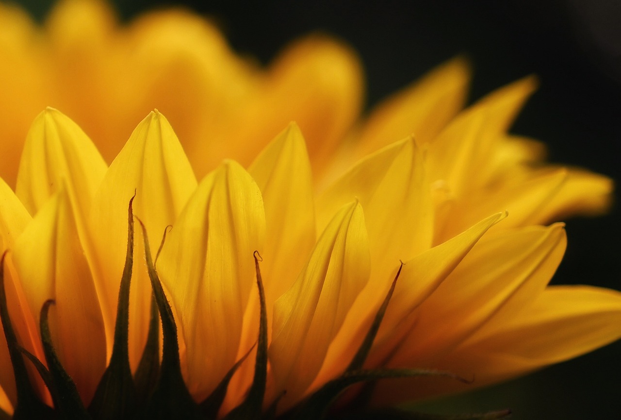 sunflower, blossom, bloom